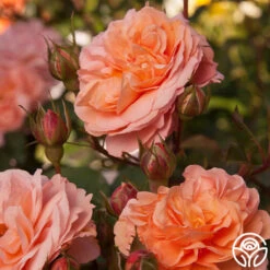 Louise Clements™ -FloraFinesse Shop louise clements 12