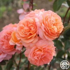 Louise Clements™ -FloraFinesse Shop louise clements 13