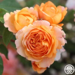 Louise Clements™ -FloraFinesse Shop louise clements 14