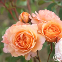 Louise Clements™ -FloraFinesse Shop louise clements 15