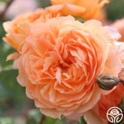 Louise Clements™ -FloraFinesse Shop louise clements 16