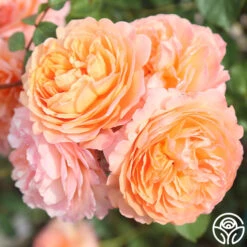 Louise Clements™ -FloraFinesse Shop louise clements 17