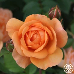 Louise Clements™ -FloraFinesse Shop louise clements 19