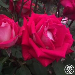 Love -FloraFinesse Shop love 2 7