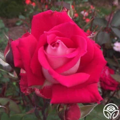 Love -FloraFinesse Shop love 5