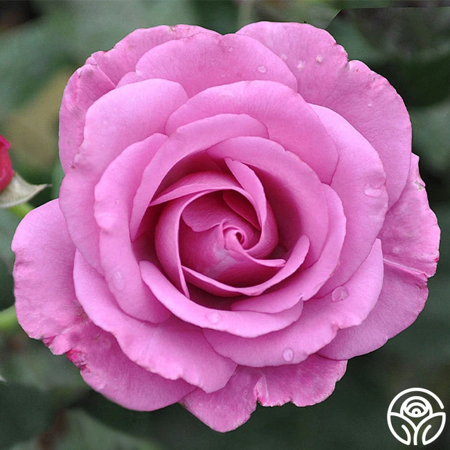 Love Potion™ 2 Love Potion™ - Image 2