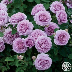 Love Song 14 Love Song -FloraFinesse Shop love song 1 9