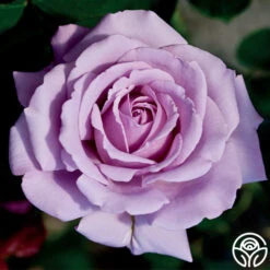 Love Song 17 Love Song -FloraFinesse Shop love song 3 8