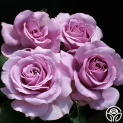 Love Song 13 Love Song -FloraFinesse Shop love song 6