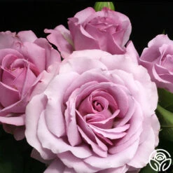 Love Song 18 Love Song -FloraFinesse Shop love song 7