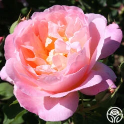 Front Page 42 Front Page -FloraFinesse Shop lovers blush