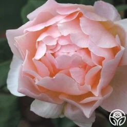 Lovesong™ -FloraFinesse Shop lovesong 3 8