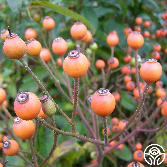 Lyda Rose™ 4 Lyda Rose™ - Image 4