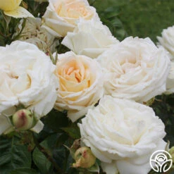 Parfuma® Madame Anisette™ 9 Parfuma® Madame Anisette™ -FloraFinesse Shop madame anisette 5