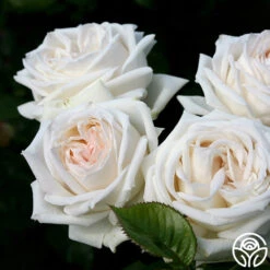 Parfuma® Madame Anisette™ 10 Parfuma® Madame Anisette™ -FloraFinesse Shop madame anisette 6