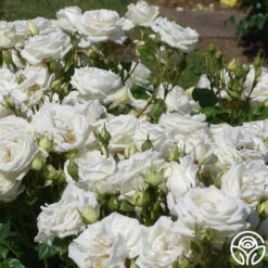 Parfuma® Madame Anisette™ 11 Parfuma® Madame Anisette™ -FloraFinesse Shop madame anisette 7