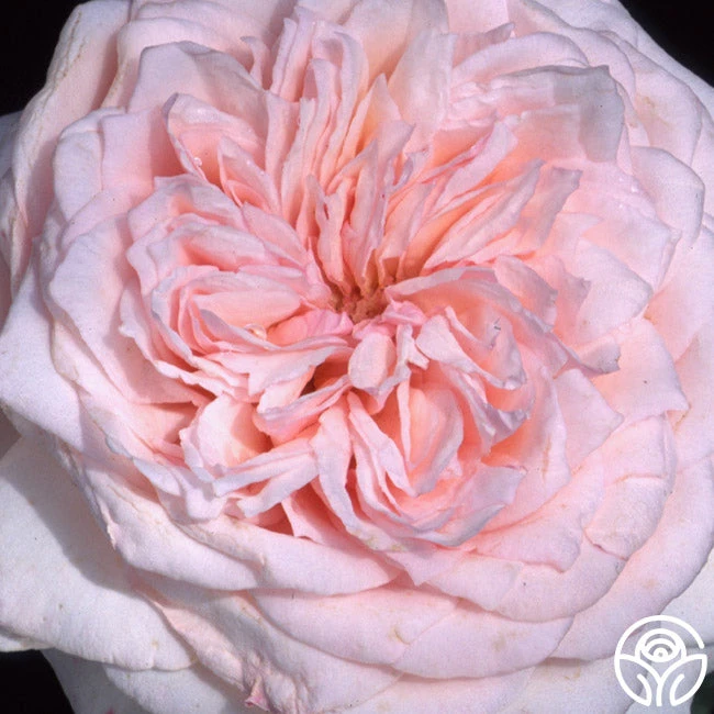 Magnificent Perfume™ 3 Magnificent Perfume™ - Image 3