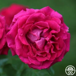 Stiletto™ -FloraFinesse Shop main stiletto 1