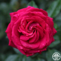 Stiletto™ -FloraFinesse Shop main stiletto 4