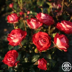 Mandarin Ice® -FloraFinesse Shop mandarin ice 3 1