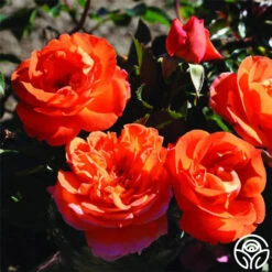 Veranda® Mango -FloraFinesse Shop mango veranda 1