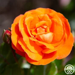 Veranda® Mango -FloraFinesse Shop mango veranda 23