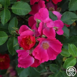 Manhattan Blue -FloraFinesse Shop manhattan blue 2 1 1