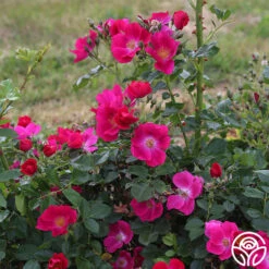 Manhattan Blue -FloraFinesse Shop manhattan blue 3 1 1