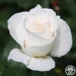 Margaret Merril® -FloraFinesse Shop margaret merril 16