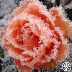 Marie Curie® 10 Marie Curie® -FloraFinesse Shop marie curie 1 5