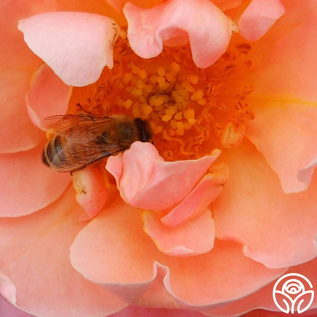 Marie Curie® 9 Marie Curie® - Image 9