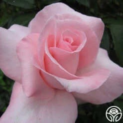 Marylou Whitney -FloraFinesse Shop mary lou whitney 3