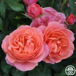 Matchless Mother™ 12 Matchless Mother™ -FloraFinesse Shop matchless mother 3 1