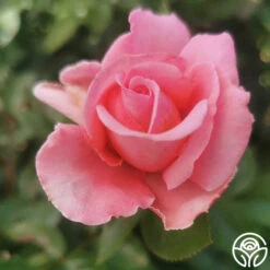 Meant To Be™ -FloraFinesse Shop meant to be 4