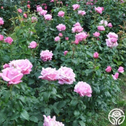 Memorial Day™ 18 Memorial Day™ -FloraFinesse Shop memorial day 2 9