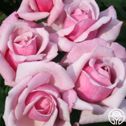 Memorial Day™ 13 Memorial Day™ -FloraFinesse Shop memorial day 4 2