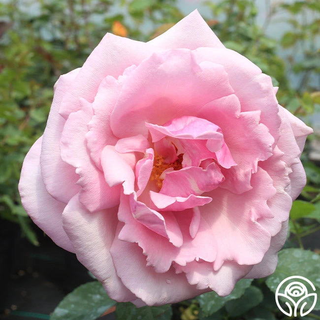 Memorial Day™ 11 Memorial Day™ - Image 11