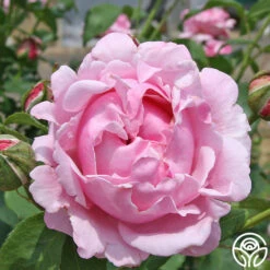 Memorial Day™ 14 Memorial Day™ -FloraFinesse Shop memorial day 6 1