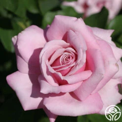 Memorial Day™ 20 Memorial Day™ -FloraFinesse Shop memorial day 8 1