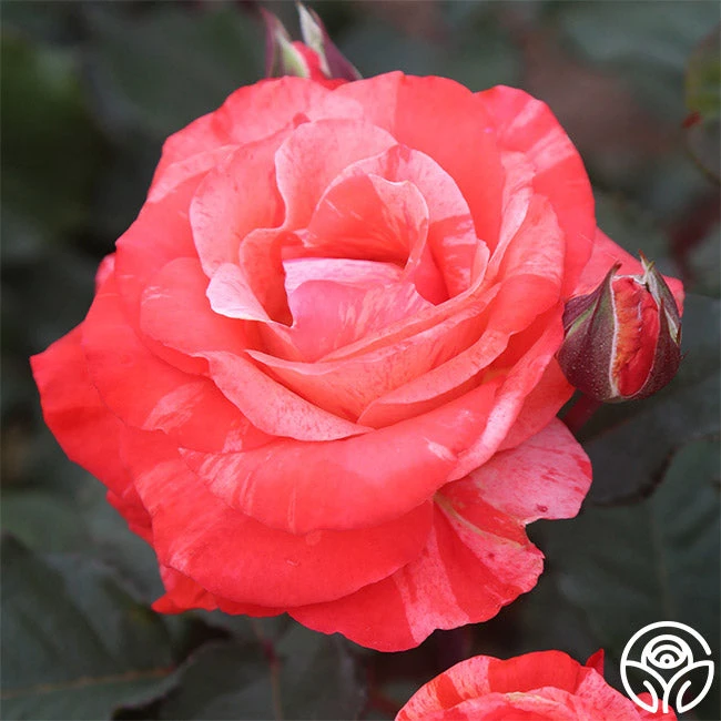 Michelangelo™ 2 Michelangelo™ - Image 2