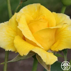 Midas Touch™ -FloraFinesse Shop midas touch 6 2