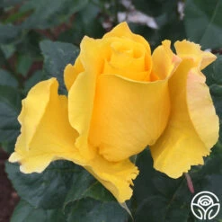 Midas Touch™ -FloraFinesse Shop midas touch 8 2