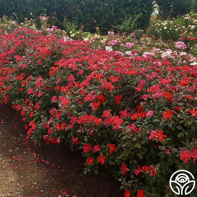 Miracle On The Hudson® 2 Miracle On The Hudson® - Image 2