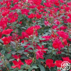 Miracle On The Hudson® 7 Miracle On The Hudson® -FloraFinesse Shop miracle on the hudson 2 4