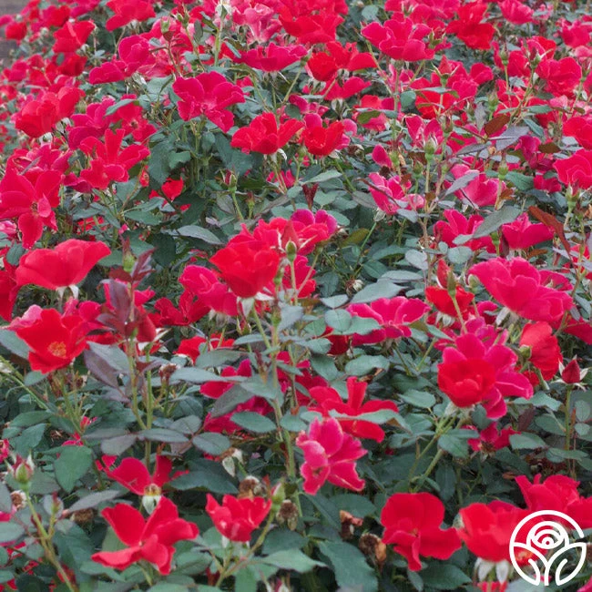 Miracle On The Hudson® 3 Miracle On The Hudson® - Image 3