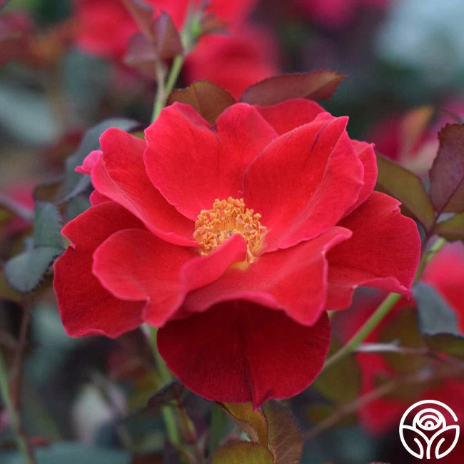 Miracle On The Hudson® 1 Miracle On The Hudson®