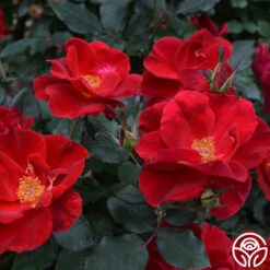 Miracle On The Hudson® 8 Miracle On The Hudson® -FloraFinesse Shop miracle on the hudson 4 4