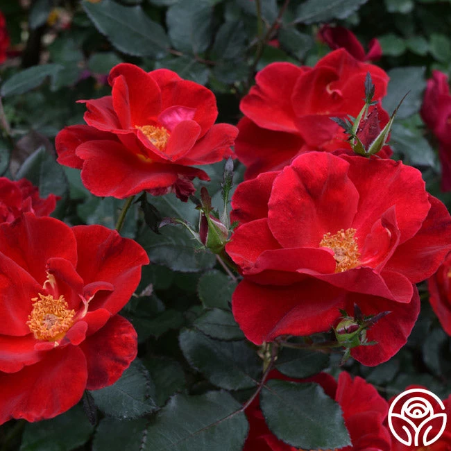 Miracle On The Hudson® 4 Miracle On The Hudson® - Image 4