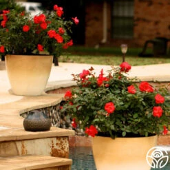 Miracle On The Hudson® 9 Miracle On The Hudson® -FloraFinesse Shop miracle on the hudson 5 1