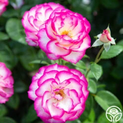 Miss Congeniality™ -FloraFinesse Shop miss congeniality 3 1 1